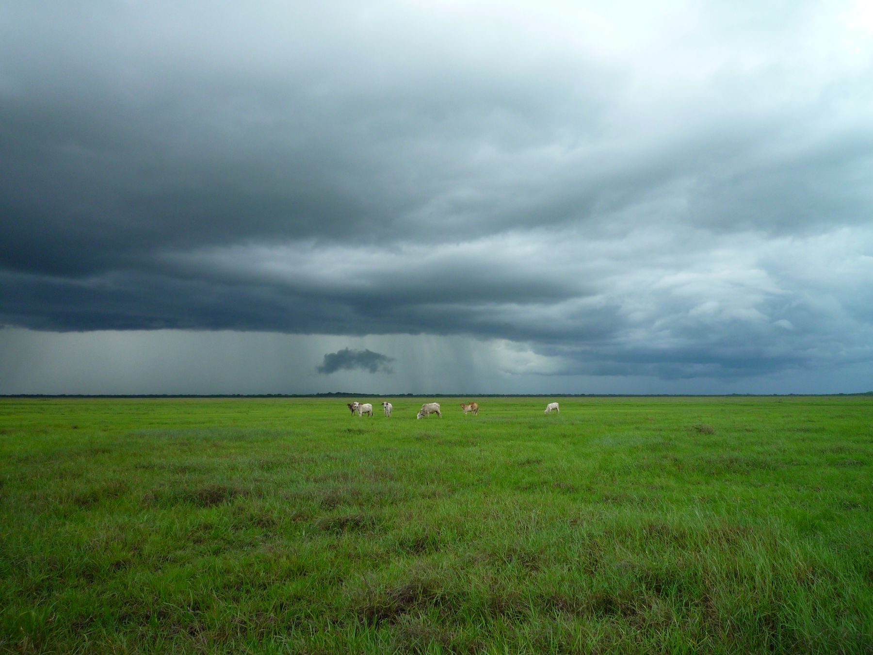 Los Llanos venezolanos